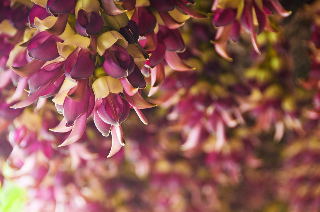 Alchemy Nootropic Ingredients & Natural Nootropic Coffee Blend at Alchemy Nootropics